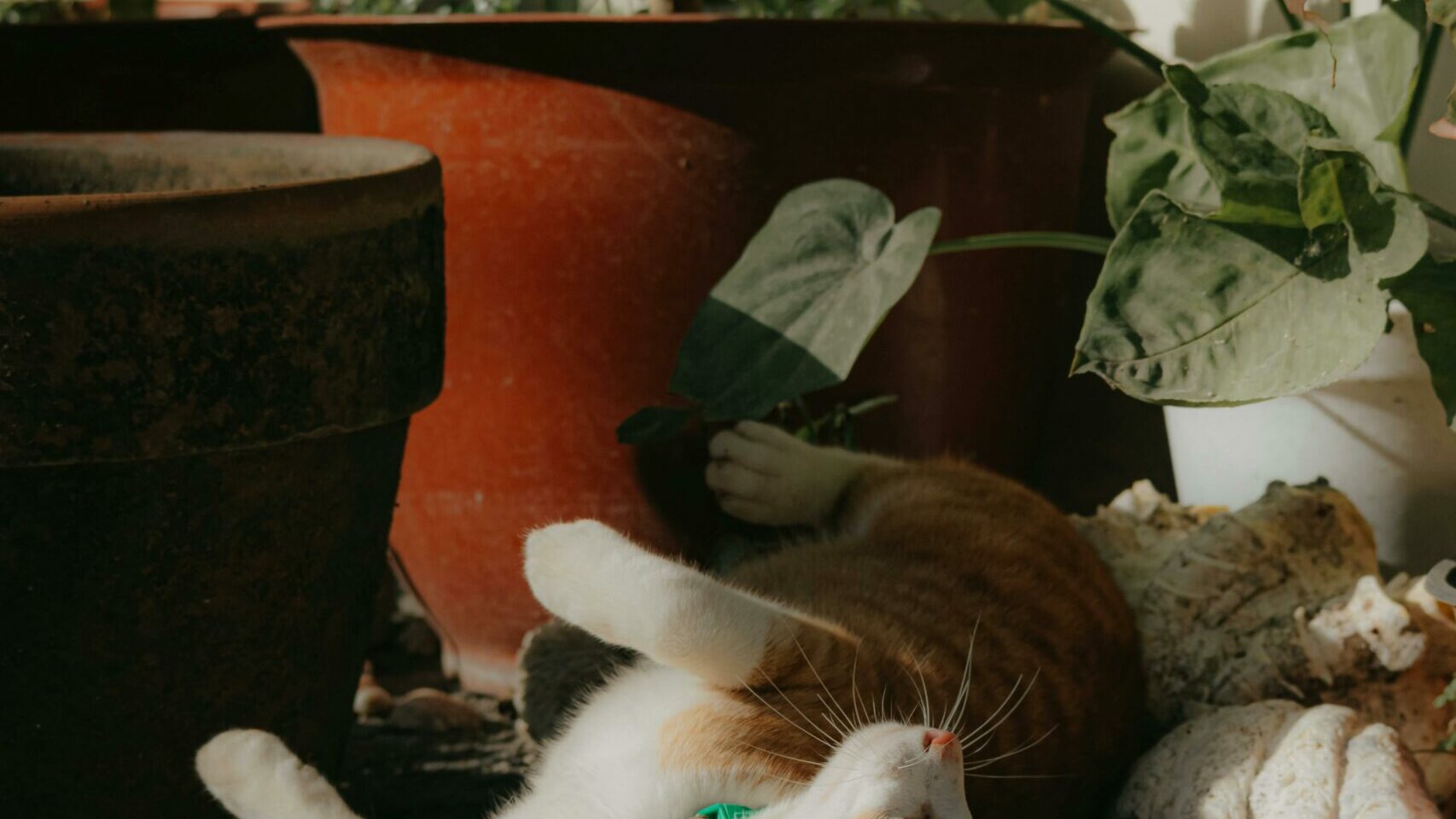 Pet-safe houseplants that thrive in apartments