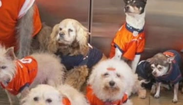 Pet Adoption Programs for Seniors: Affordable Companionship That Warms the Heart