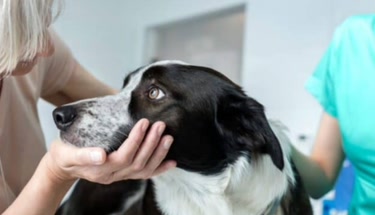 Understanding What Costco Pet Insurance Covers: Policy Features, Care Options and Coverage Details