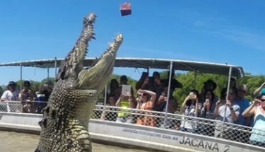 Adelaide River Jumping Crocodile Cruise Tour: Wildlife Viewing, River Cruises and Northern Territory Wetland Experience