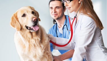 The Essential Guide to Pet Insurance in 2026: Why Every Pet Owner Needs Coverage