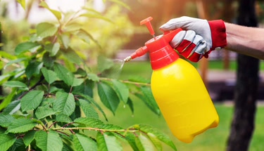 How To Use Vinegar For Weed Control Guide For Home Gardens