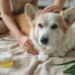 Soothe Dog Skin Itch: 7 Gentle Household Remedies