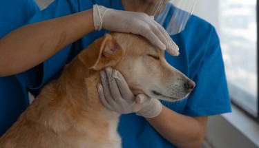 Discover how pet insurance supports responsible pet care