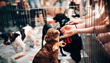 From Rescue to Forever Home: How Local Dog Shelters Save Lives